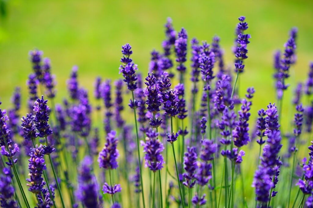 lavender, flower background, beautiful flowers-1117275.jpg